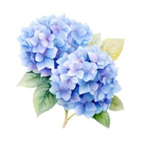 waterverf hortensia bloemen geïsoleerd Aan transparant achtergrond. hortensia bloem PNG ai gegenereerd