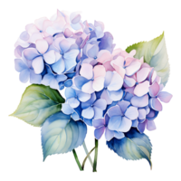 Watercolor hydrangea flowers isolated on transparent background. hydrangea flower png ai generated