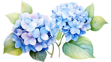 waterverf hortensia bloemen geïsoleerd Aan transparant achtergrond. hortensia bloem PNG ai gegenereerd