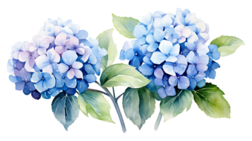 Watercolor hydrangea flowers isolated on transparent background. hydrangea flower png ai generated