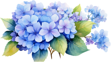 Watercolor hydrangea flowers isolated on transparent background. hydrangea flower png ai generated