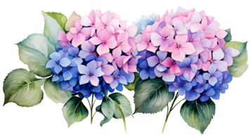 waterverf hortensia bloemen geïsoleerd Aan transparant achtergrond. hortensia bloem PNG ai gegenereerd