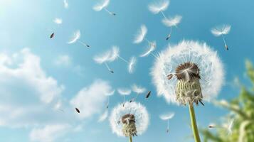 Beautiful puffy dandelions and flying seeds against blue sky on sunny day, Generative AI photo