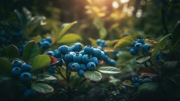 Natures Bounty, Lush Blueberry Bushes in a Beautifully Illuminated Forest Setting. Generative AI photo