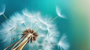 Dandelion seeds close up blowing in blue turquoise background, Generative AI photo