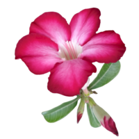 ein Rosa Blume auf ein Weiß Hintergrund png