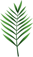 Tropical green leaves isolated  illustration png