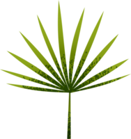 Tropical green leaves isolated  illustration png