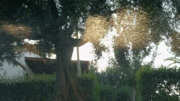 Watering lawn View to the garden through drops in sun light video