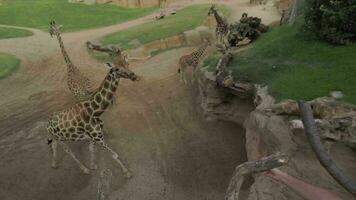 girafas aviário dentro valencia bioparque, Espanha video