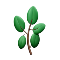 eucalyptus leaves 3d rendering icon illustration png