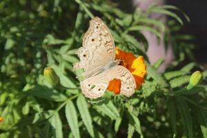 Beautiful butterfly on a yellow flower AI generated photo