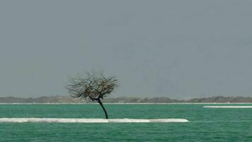 Salty islets in pure water of Dead Sea video
