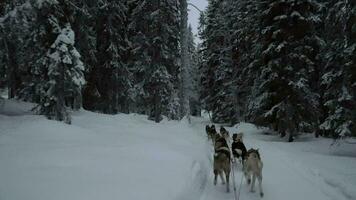 Ride with dogsled in winter forest video
