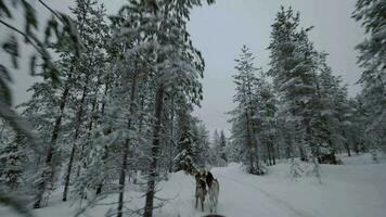 hondenslee rennen in winter pijnboom hout video