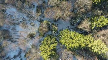 Aerial view of winter wood with fir trees and birches video