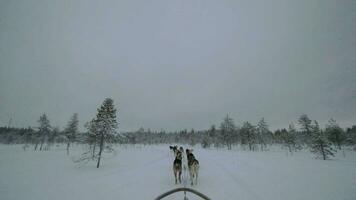 hondenslee rennen in besneeuwd hout video