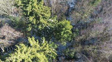 Mixed forest with spruce trees and birches, aerial winter view video