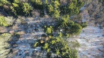 kaal berken en groen Spar bomen in winter Woud, antenne video