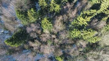 Spruce and bare birches in winter mixed forest, aerial view video