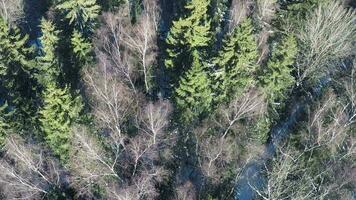 Aerial scene of mixed forest in winter video