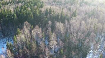 Coniferous trees and birches in winter mixed forest, aerial video