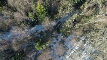 volante al di sopra di il albero cime nel inverno misto foresta video