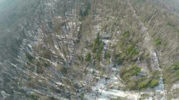 misto foresta con betulle e conifere nel inverno, aereo Visualizza video