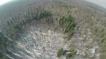 vliegend over- gemengd Woud met naaldboom bomen en berken, winter tafereel video