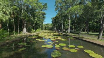 Green park with big trees and lily pads in the pond, Mauritius video