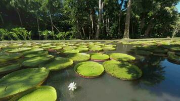 View to the park and pond with giant lily pads, Mauritius video