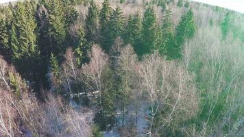 Winter gemischt Wald Antenne Aussicht auf sonnig Tag video