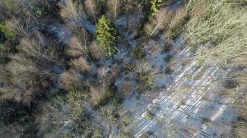 Flying over winter mixed forest with fir trees and birches video