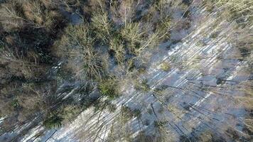 mezclado bosque en invierno, aéreo Disparo video