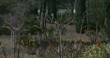 Plants and trees in Bahai garden Acre, Israel video