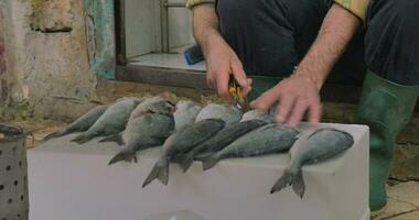 Man cleaning fish to prepare it for sale video