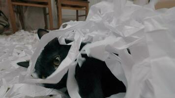 nero gatto giocando con tagliare carta video