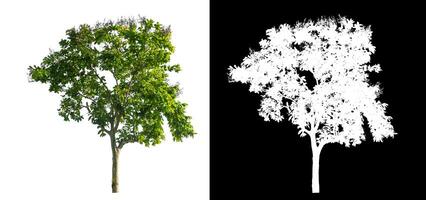 single tree on white background with clipping path and alpha channel on black background. photo