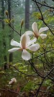 Wild magnolia after rain in the forest AI Generated Image photo