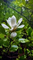 Wild magnolia after rain in the forest AI Generated Image photo