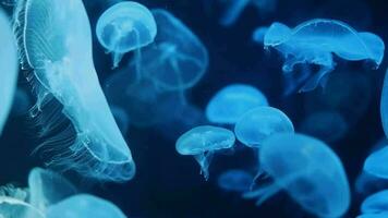 Jellyfish is swimming in an aquarium with multicolored lights. video