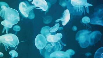 medusa é natação dentro a aquário com multicolorido luzes. video