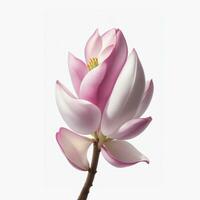 magnolia. Realistic pink flower isolated on white background AI generated photo