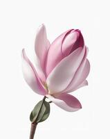 magnolia. Realistic pink flower isolated on white background AI generated photo