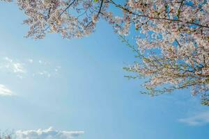 belleza floreciente florecer Cereza rosado sakura flor en el brillante azul cielo con nube en primavera y verano, naturaleza bonito Fresco floral pétalo planta con azul antecedentes en al aire libre luz de sol soleado día foto