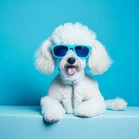 A white Poodle Dog sunglasses are lying behind a blue background photo