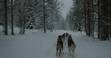 trineo de perros en invierno bosque video