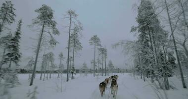 Traveling in winter forest with sled dogs video