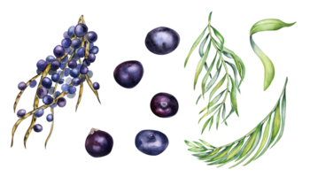 reeks van bundel van acai bessen, palm bladeren waterverf illustratie geïsoleerd Aan wit. exotisch amazon klein Purper bessen, tropisch fruit hand- getrokken. ontwerp element voor inpakken, verpakking, label. png