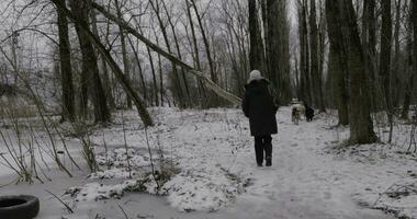 mujer y extraviado perros en invierno parque video